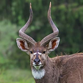 Bale Mountains - Dinsho - Mountain nyala